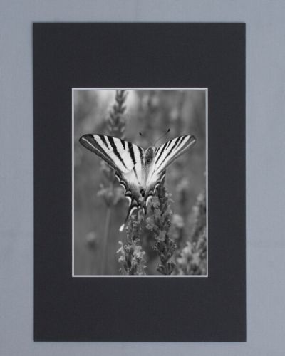 15 x 21 cm Cadre Photo avec Passe-Partout 10 x 15 cm, Paquet de 3, Blanc :  : Cuisine et Maison